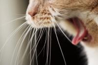 Foto Il gatto ha la tosse? cause e trattamento