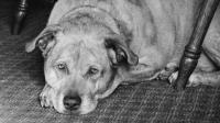 Foto Demenza senile nei Cani: sintomi e trattamento
