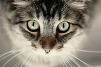 Foto Il glaucoma nel Gatto: cause e trattamento