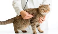 Foto Proteinuria nel Gatto: cause e trattamento