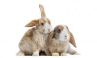 Foto Vaccino Mixomatosi per il Coniglio