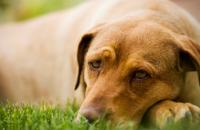 Foto La malattia glomerulare nel Cane: cause e trattamento
