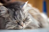 Foto Quanto può vivere un Gatto con Leucemia Felina?
