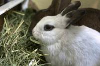 Foto Perchè il Coniglio non mangia fieno?