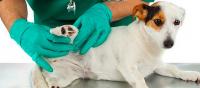 Foto Cisti sebacea nel Cane: cause, sintomi e trattamento