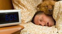 Foto Quanto deve dormire un Cane?