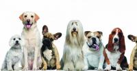 Foto Le 10 razze di cani più intelligenti