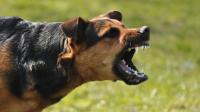Le 10 razze di Cani più pericolose