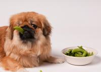 Foto Il Cane può mangiare piselli?