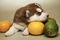 Foto Il Cane può mangiare limoni?
