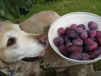 Foto Il Cane può mangiare prugne?