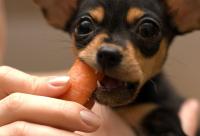 Foto Il Cane può mangiare carote?