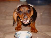 Foto Il cane può mangiare ricotta?