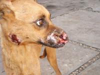 Foto Leishmaniosi canina: sintomi, cause e trattamento