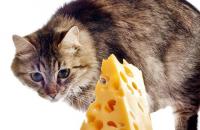 Foto Posso dare formaggio al gatto?