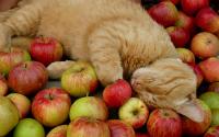 Foto Il gatto può mangiare banane, mele e pere?