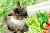 Foto Il Gatto può mangiare lattuga? 