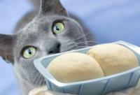 Foto Il Gatto può mangiare pane?