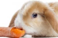 Foto Il coniglio può mangiare carote?