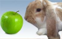 Foto Il Coniglio può mangiare mele?