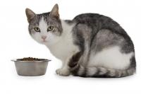 Quanto tempo il gatto può rimanere senza mangiare?