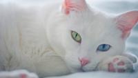 Foto I Gatti bianchi sono sordi?