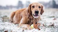 Foto Il cane ha freddo? Proteggere il Cane dal freddo